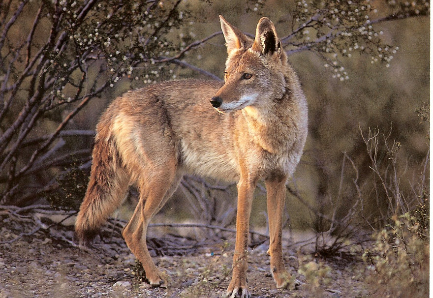 Coyote En Un Bosque Wallpaper