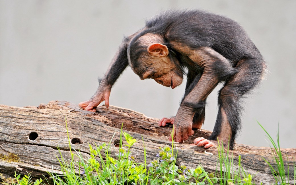 Monkey Log Grass Chimpanzee Stock Photos Image HD