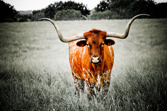 Excellent Pictures Of Longhorn Cattle Gallery Archive Wallpaper