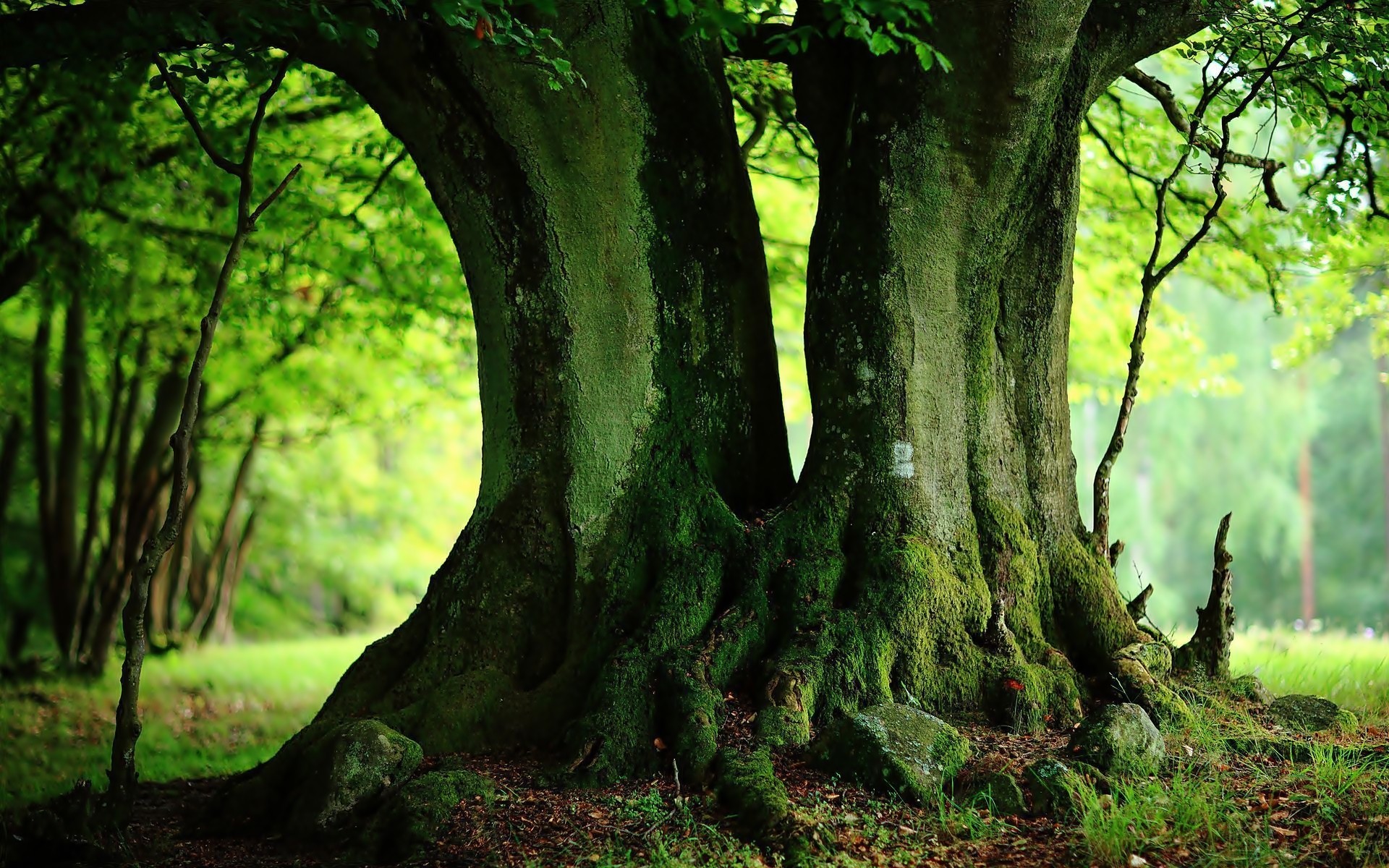Tree Wallpaper For Phone