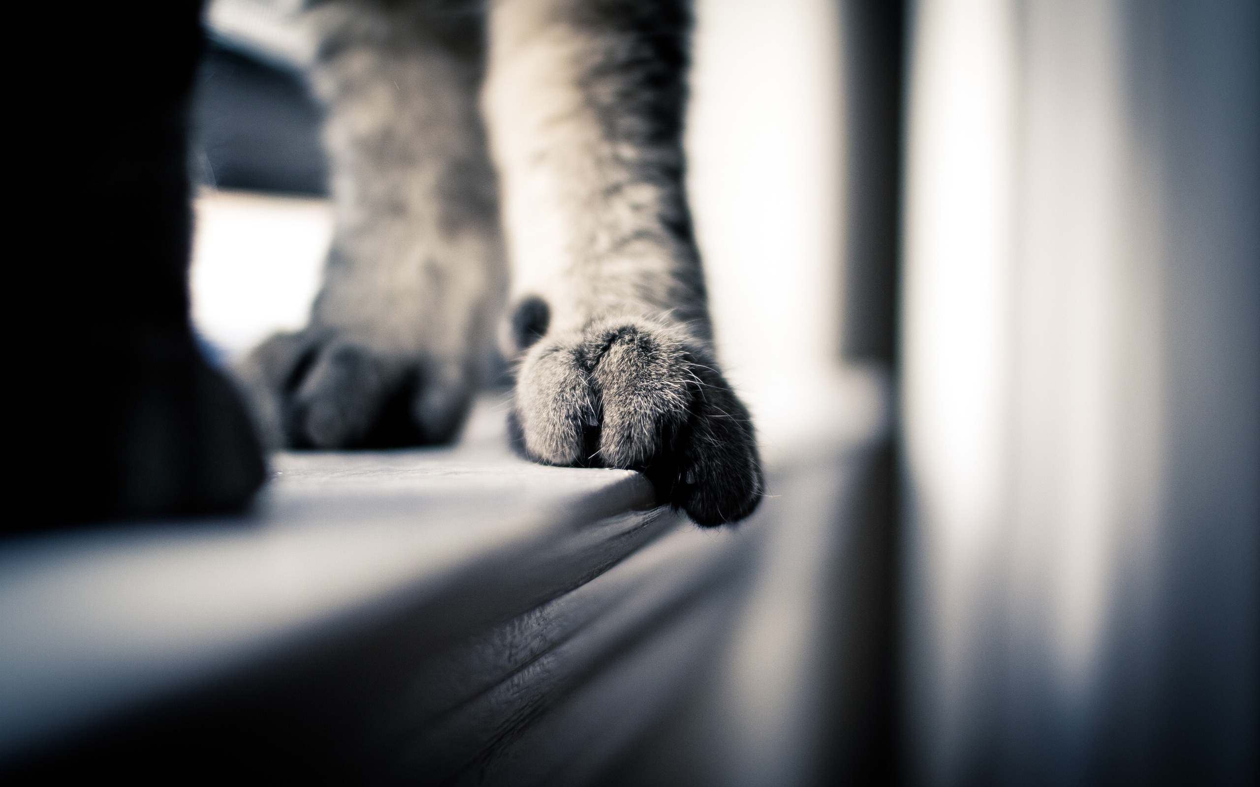 Cute Cat Feet Wallpaper HD