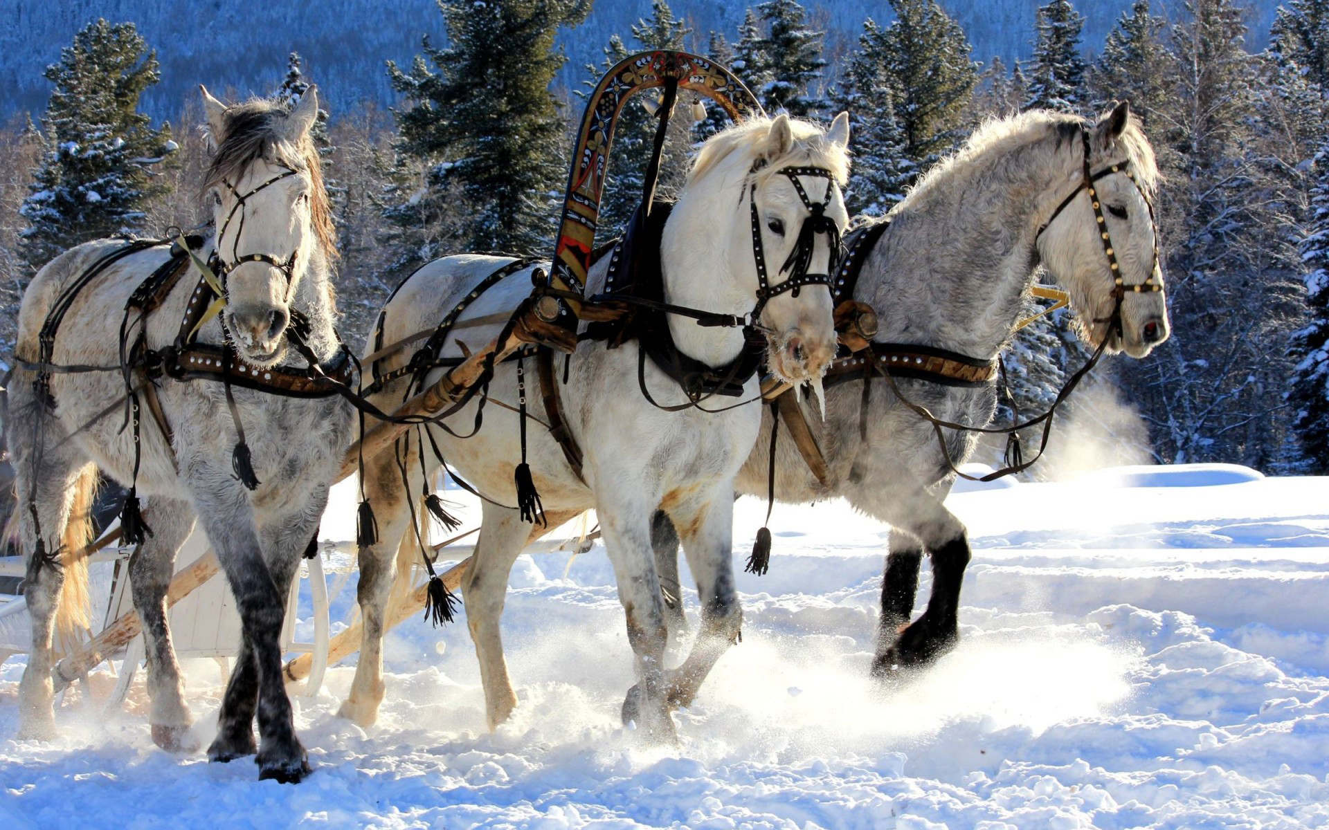 Horses Of Christmas Desktop Wallpaper