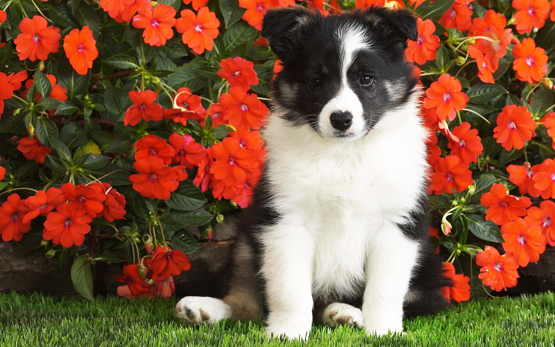 Puppy And Flowers Wallpaper