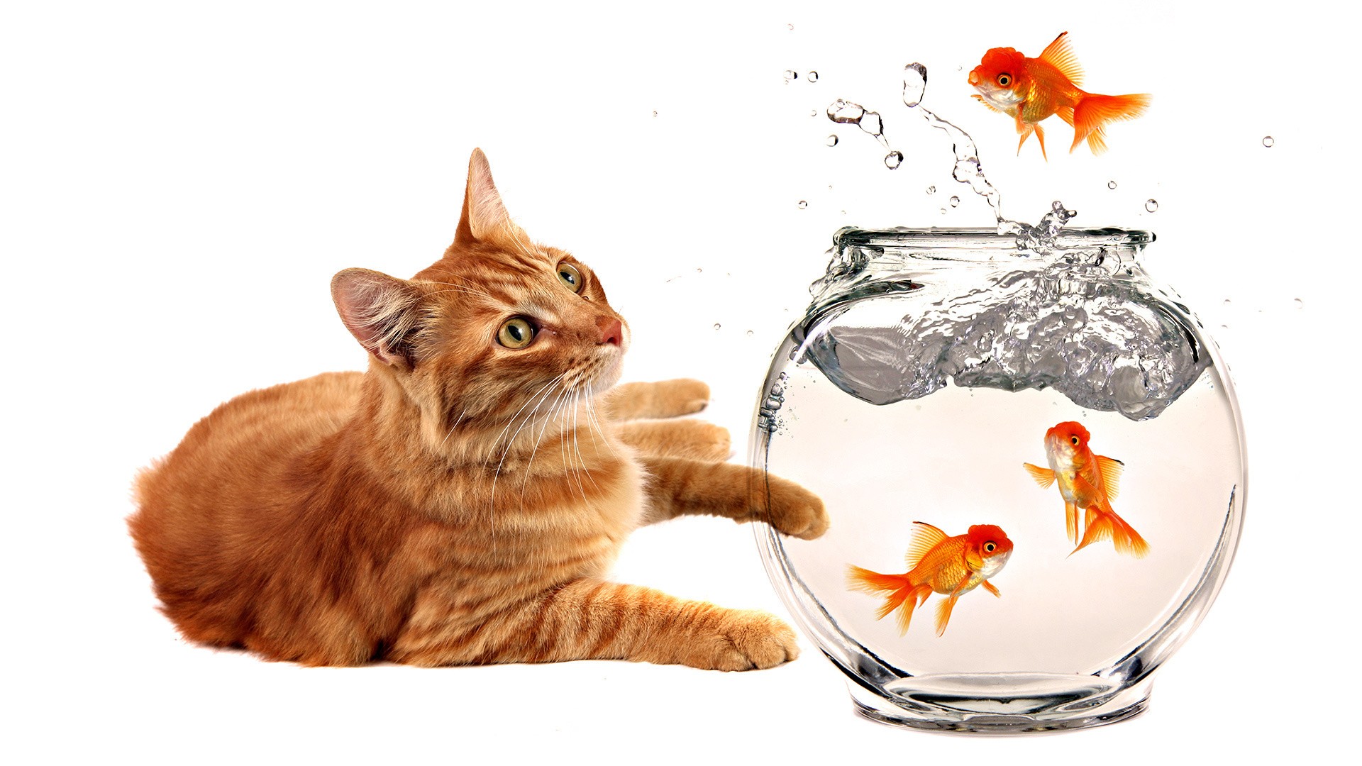 Cats Animals Fish Goldfish Bowls Wallpaper