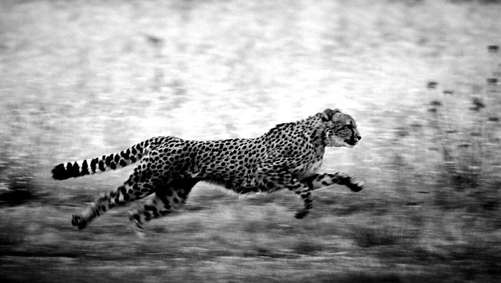 Cheetah Black and white wallpapers Black and White Photography