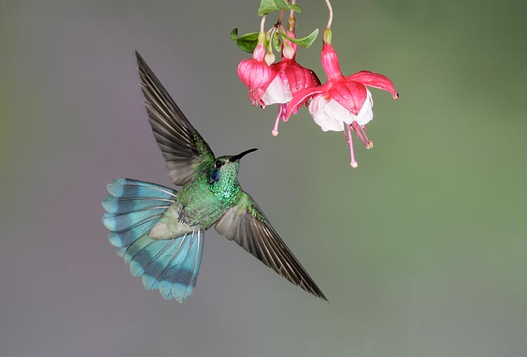 flowers for flower lovers Flowers and humming birds pictures 750x508