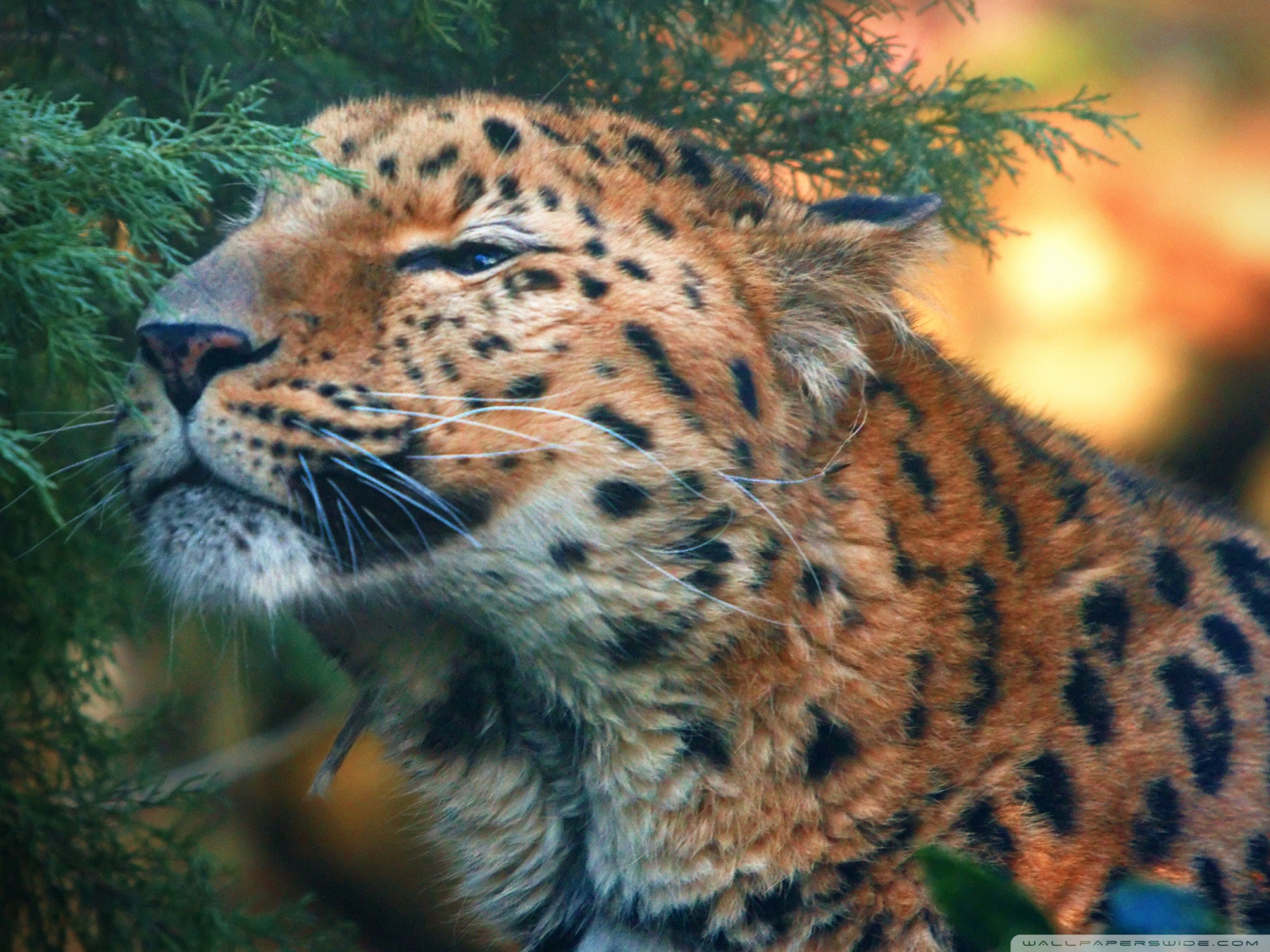 Free Cute Amur Leopard phone wallpaper by lilone69 1600x1200