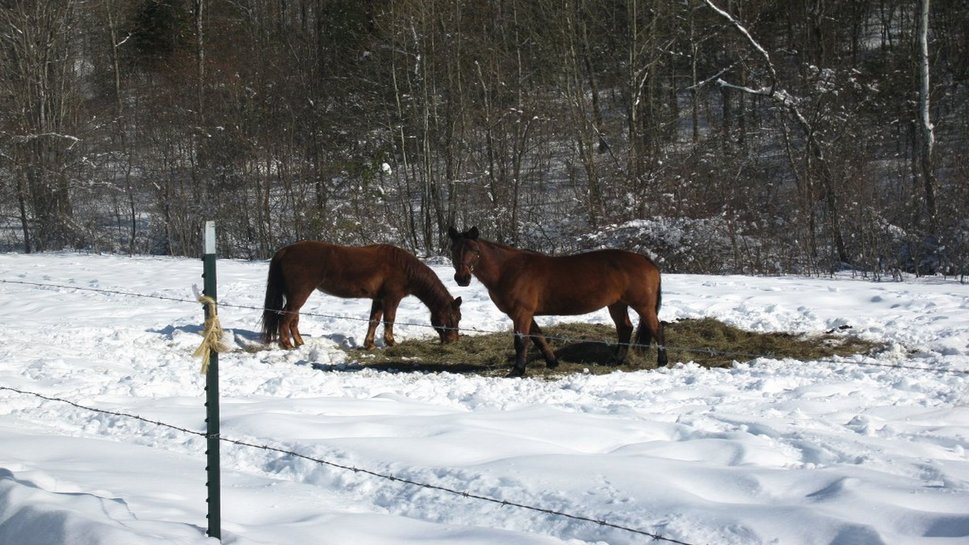 Horses In Winter Wallpaper