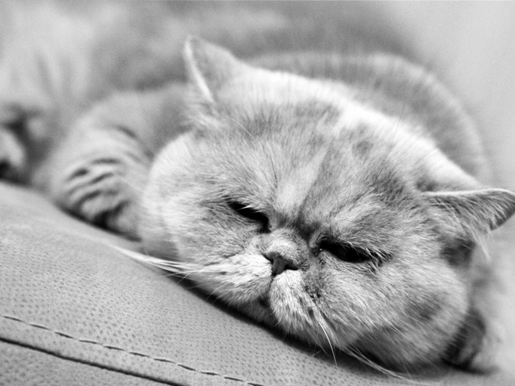 Grumpy Cat Pictures HD Wallpaper