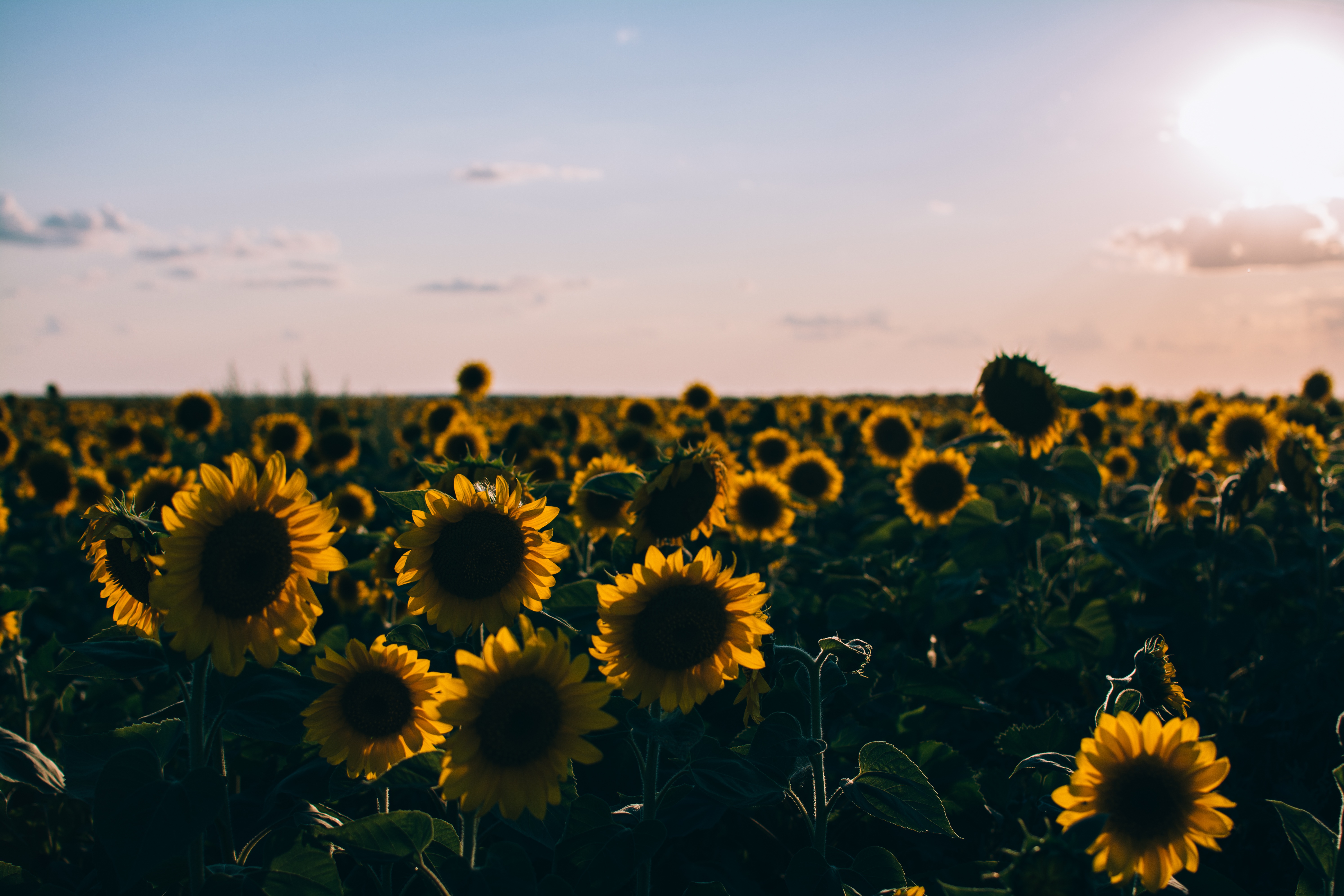 Picalls Field Of Sunflowers By Rodion Kutsaev