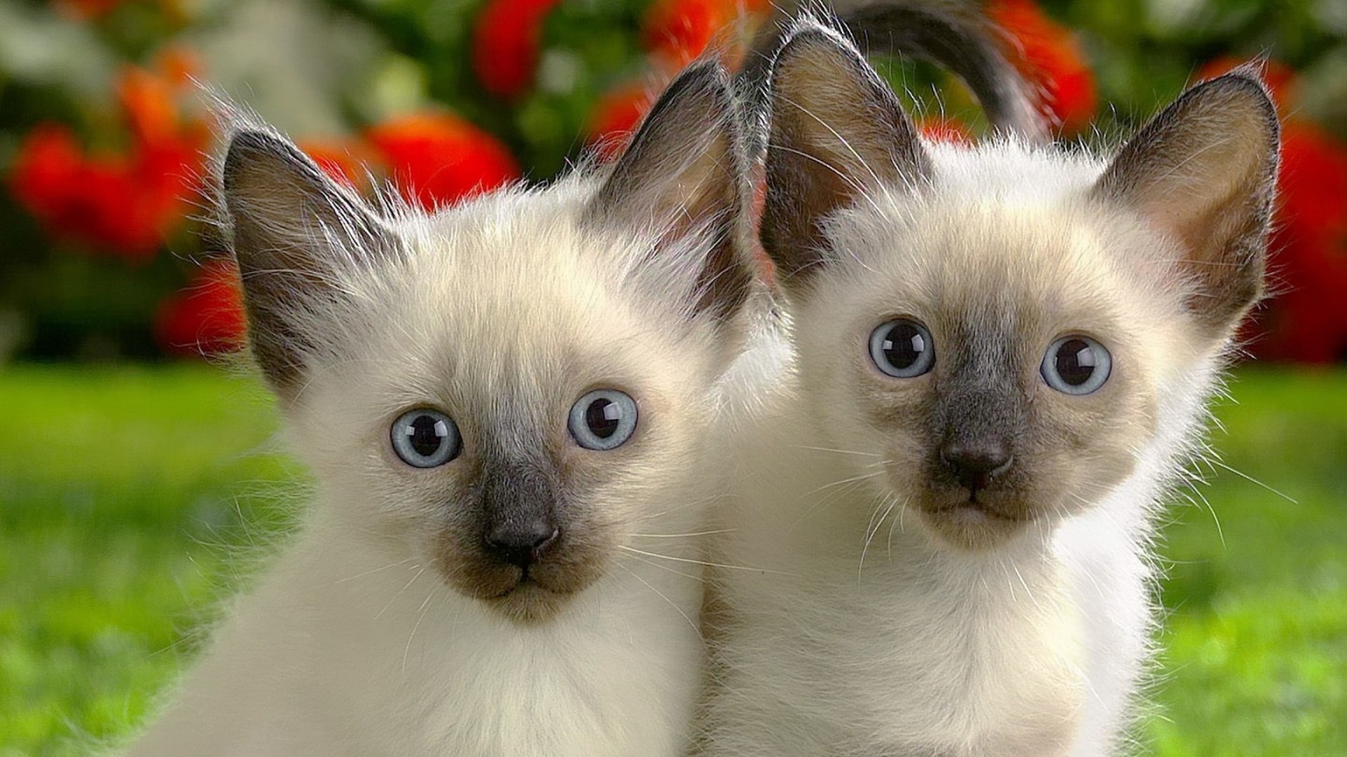 Siamese Cats Desktop Wallpaper