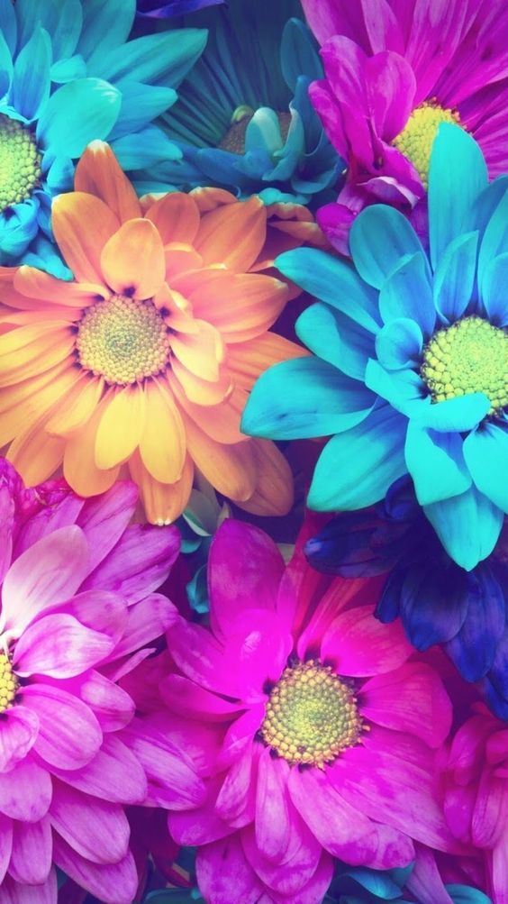 iPhone Colorful Wallpaper Flowers HD Flower