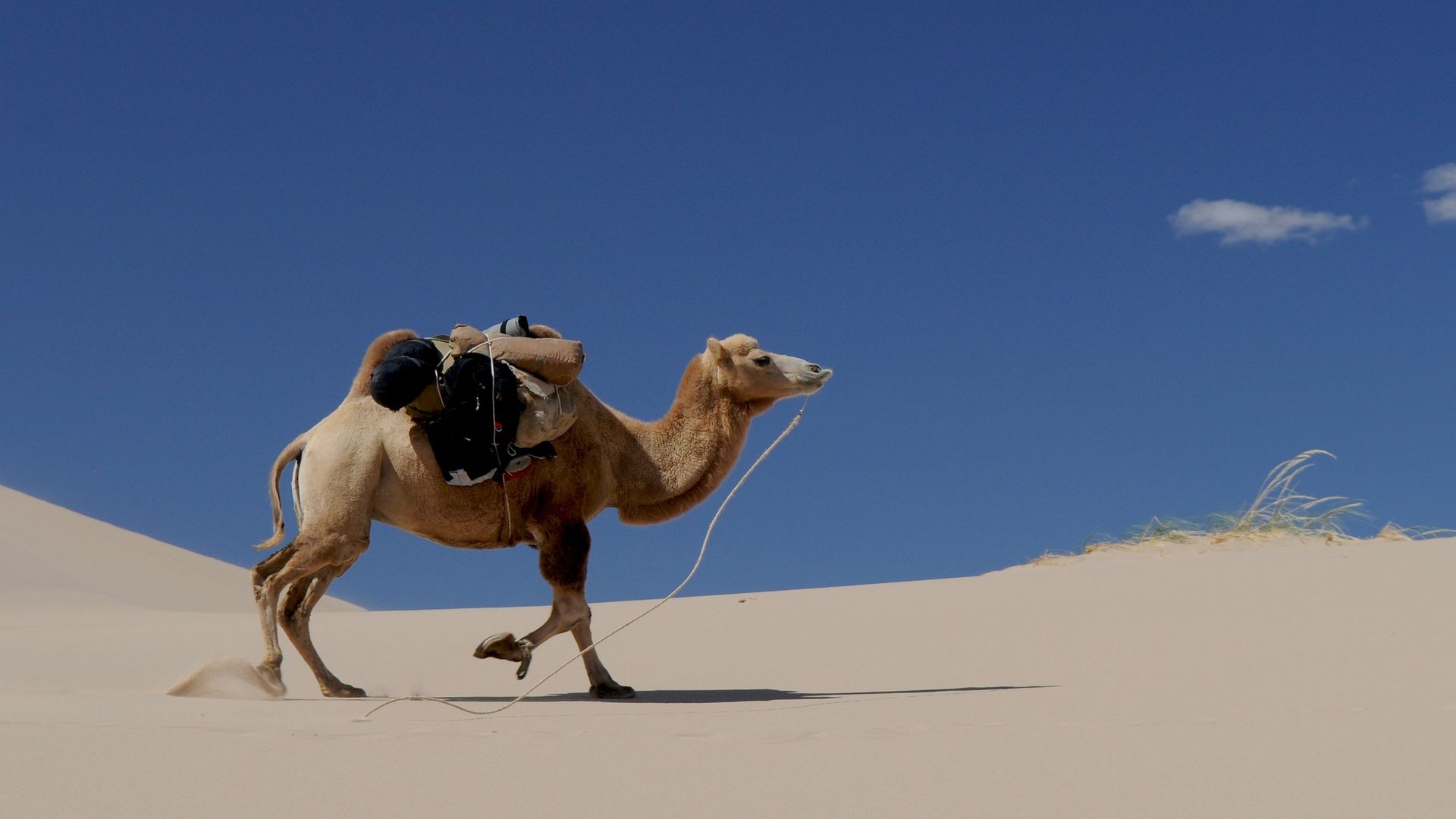 Camel Walking On Desert Sand HD Wallpaper Stream