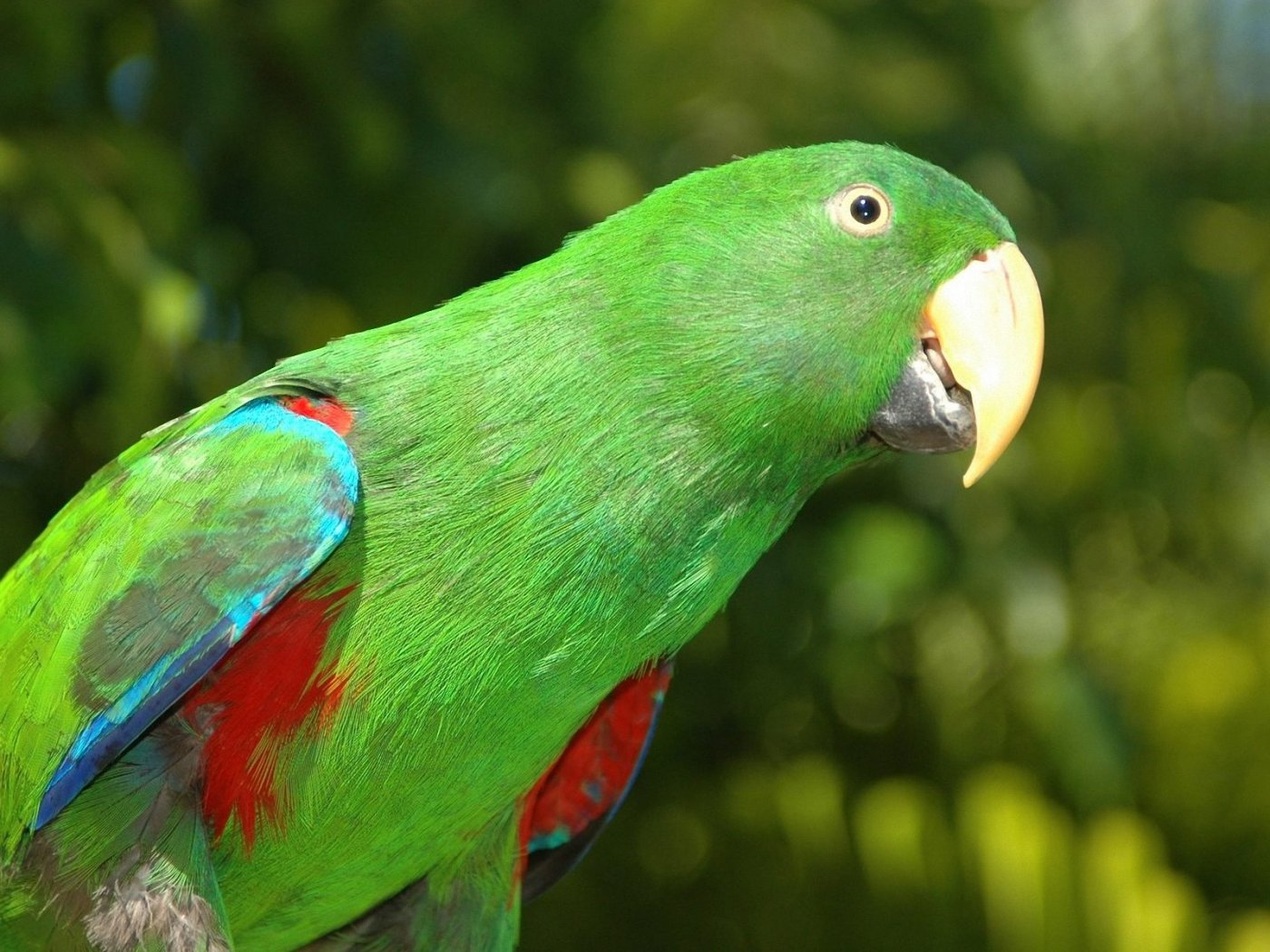 Types Of Green Parrots HD Wallpaper Background Image