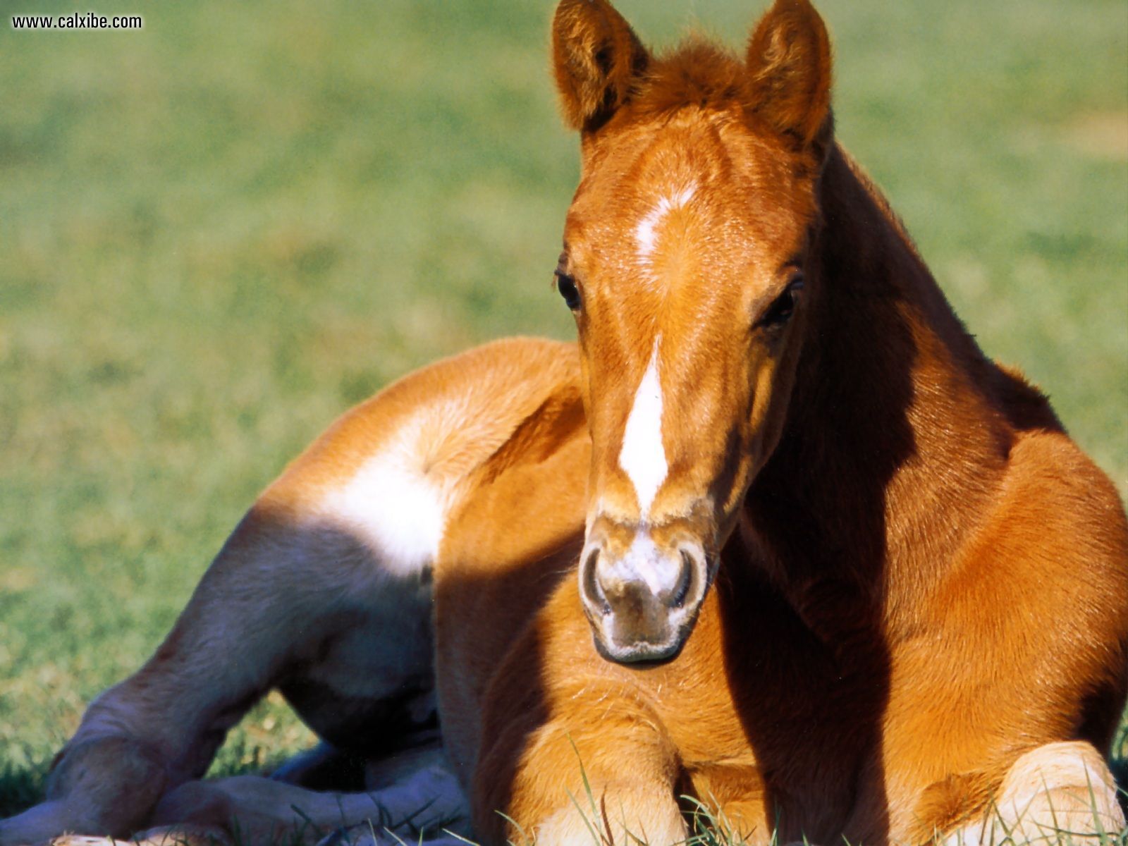 Animals American Quarter Horse Picture Nr