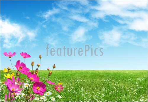 Spring flowers on nice background