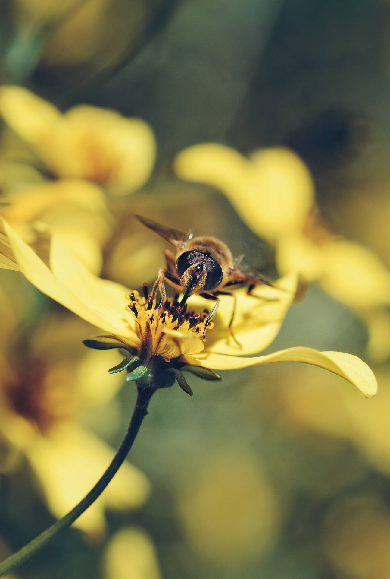 Flower Android Wallpaper