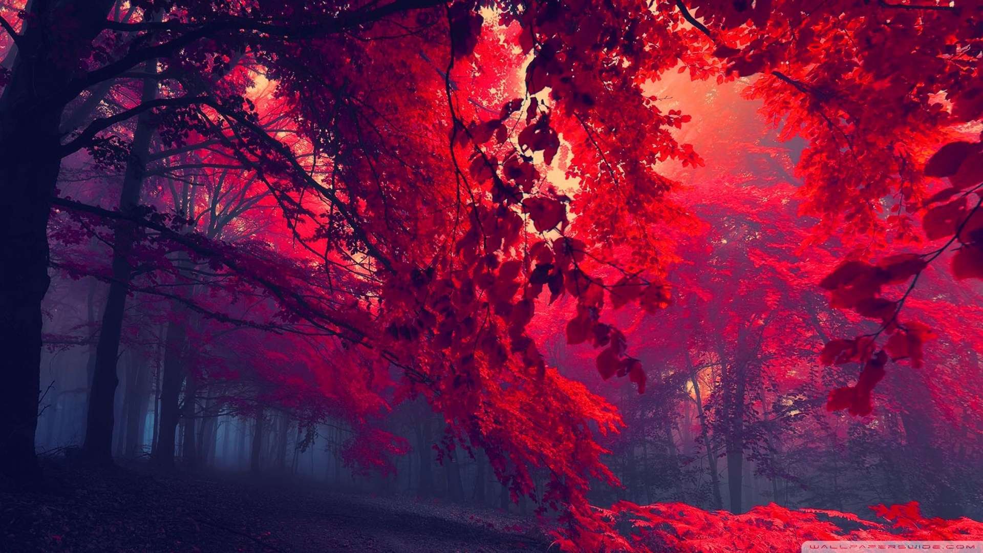 Wallpaper Red Forest 1080p HD Upload At February