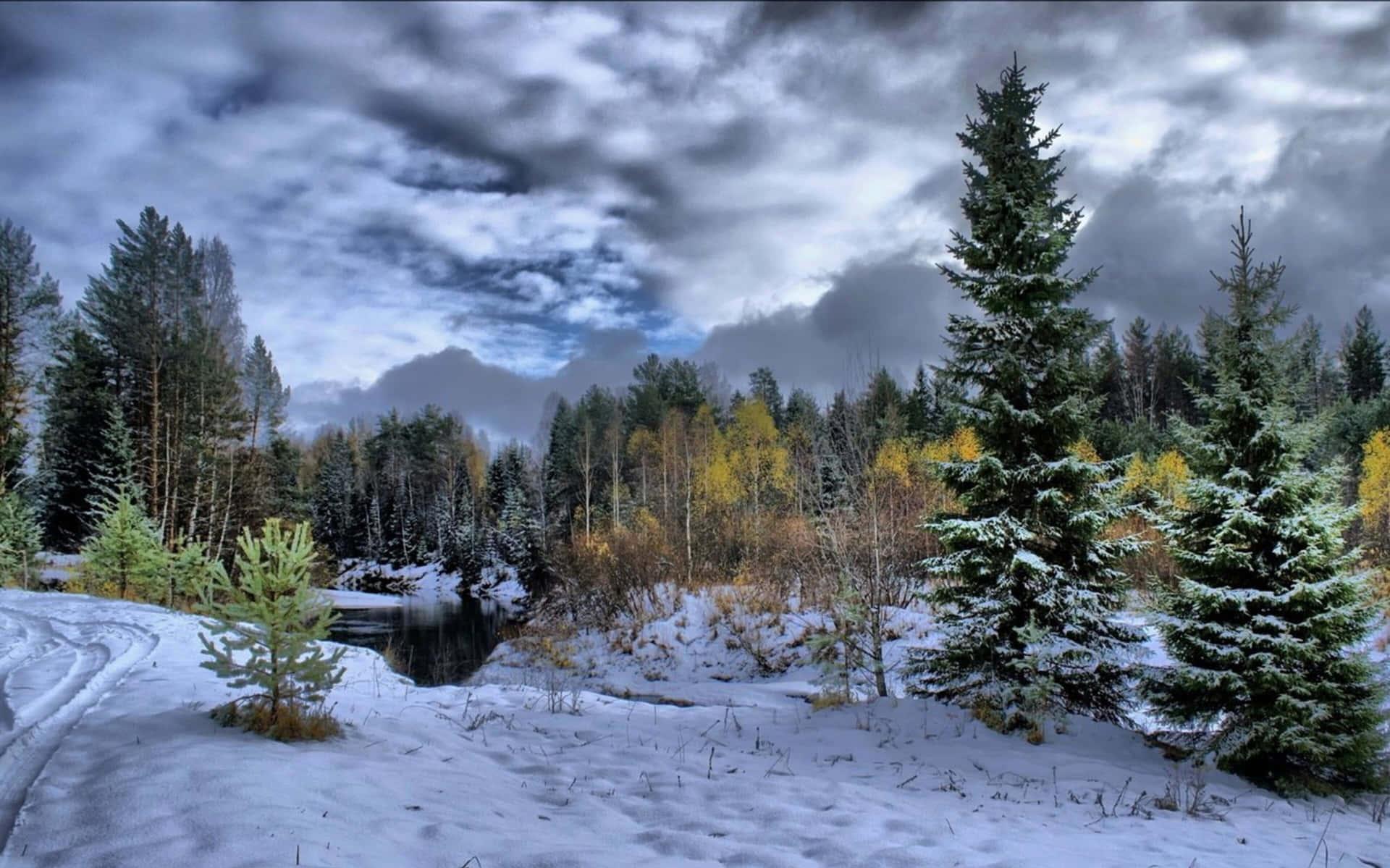 Download Winter Forest In 4k Winter Background