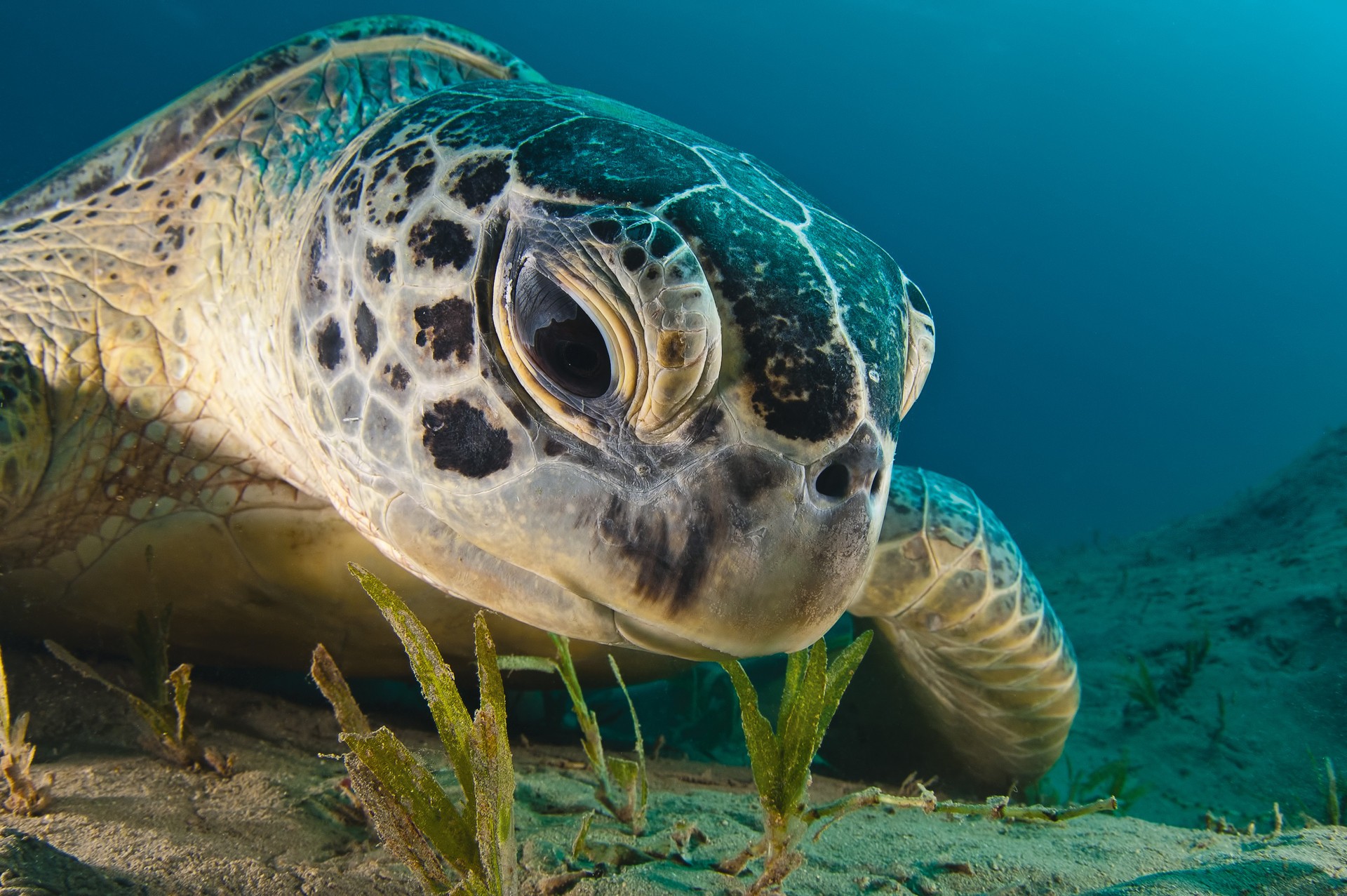 water animals turtles sea under water Wallpapers