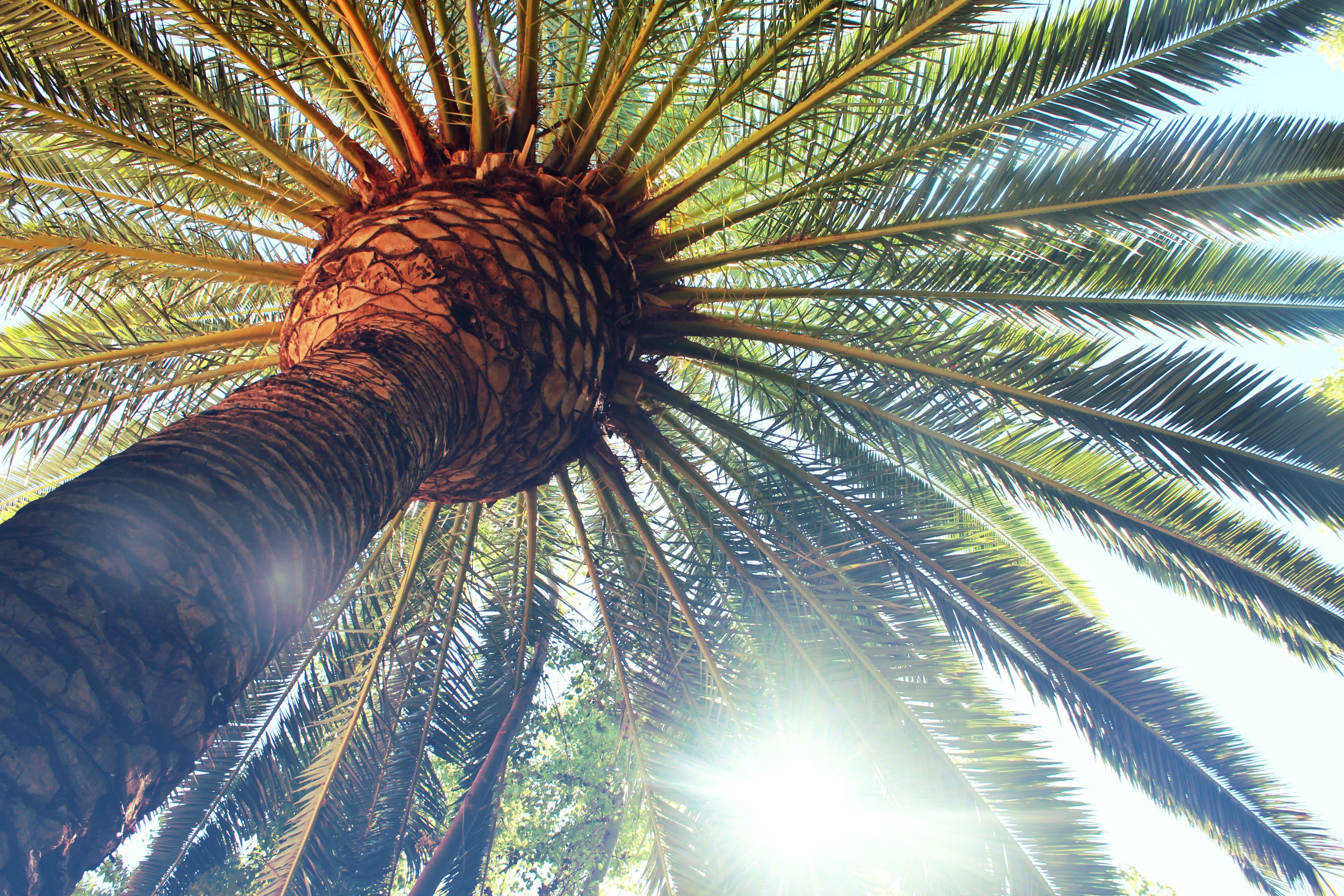 Big Palm Trees Under Sky HD Tree Wallpaper W