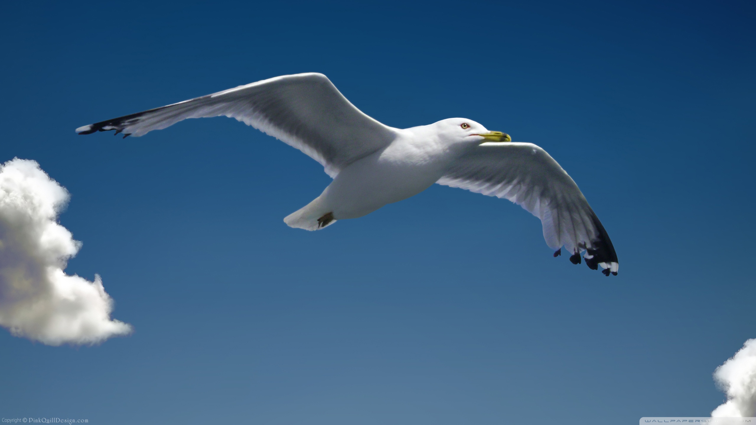 Seagull Pictures Wallpaper