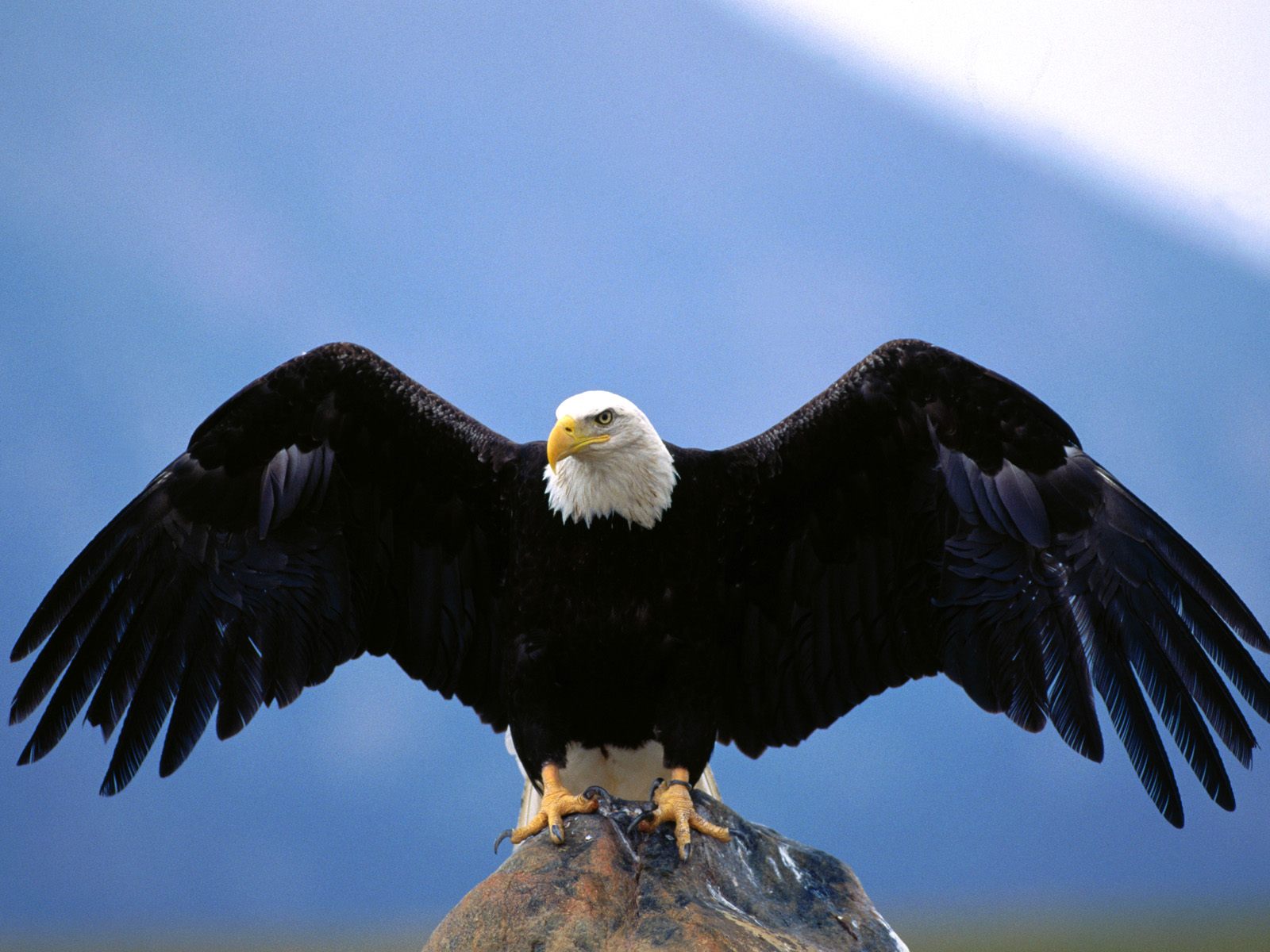 American Bald Eagle Wingspan Standard Image Animals Wild