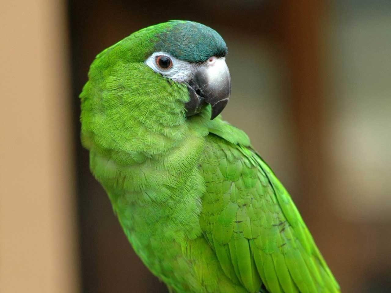 Green Parrot Names HD Wallpaper Background Image