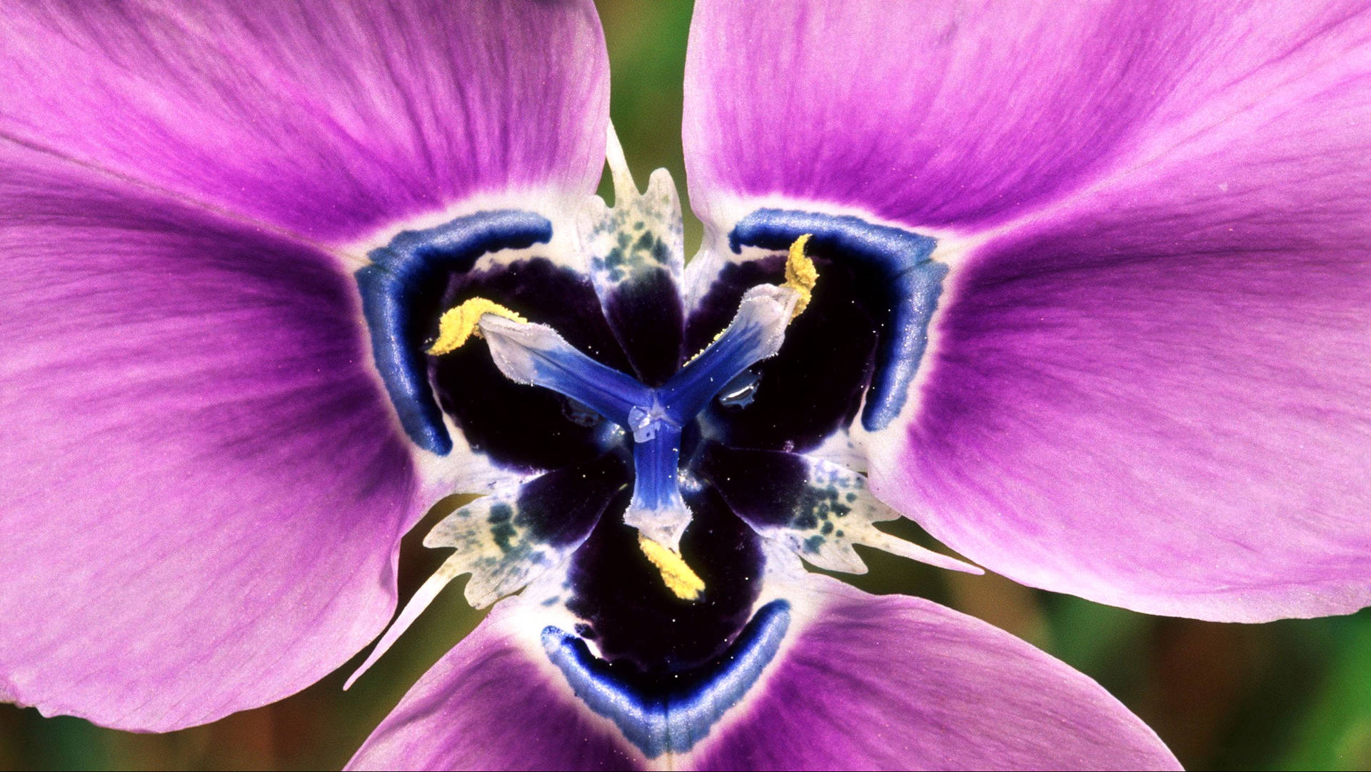 South African Iris Flower Wq2yw30ur66ruebk Wallpaper