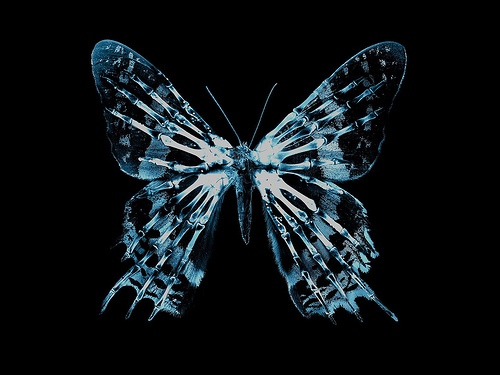 Fringe Butterfly Glyph 4x3 Flickr   Photo Sharing