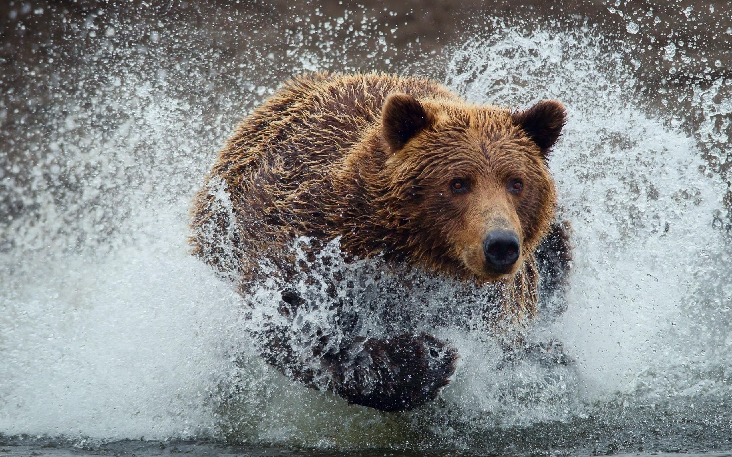 Brown Bear Splashing in Water Wallpaper Wallsevcom