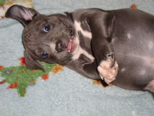 More Cute Pitbull Puppies