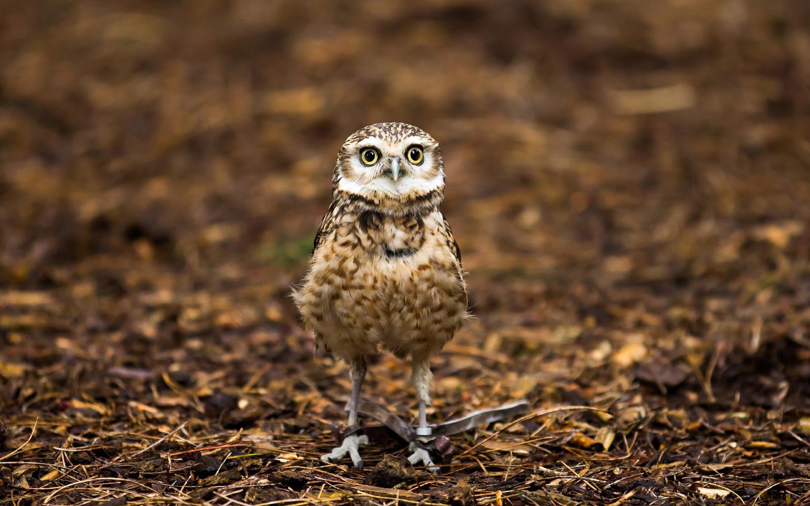 Owl wallpaper with a owl standing on the ground HD birds wallpapers