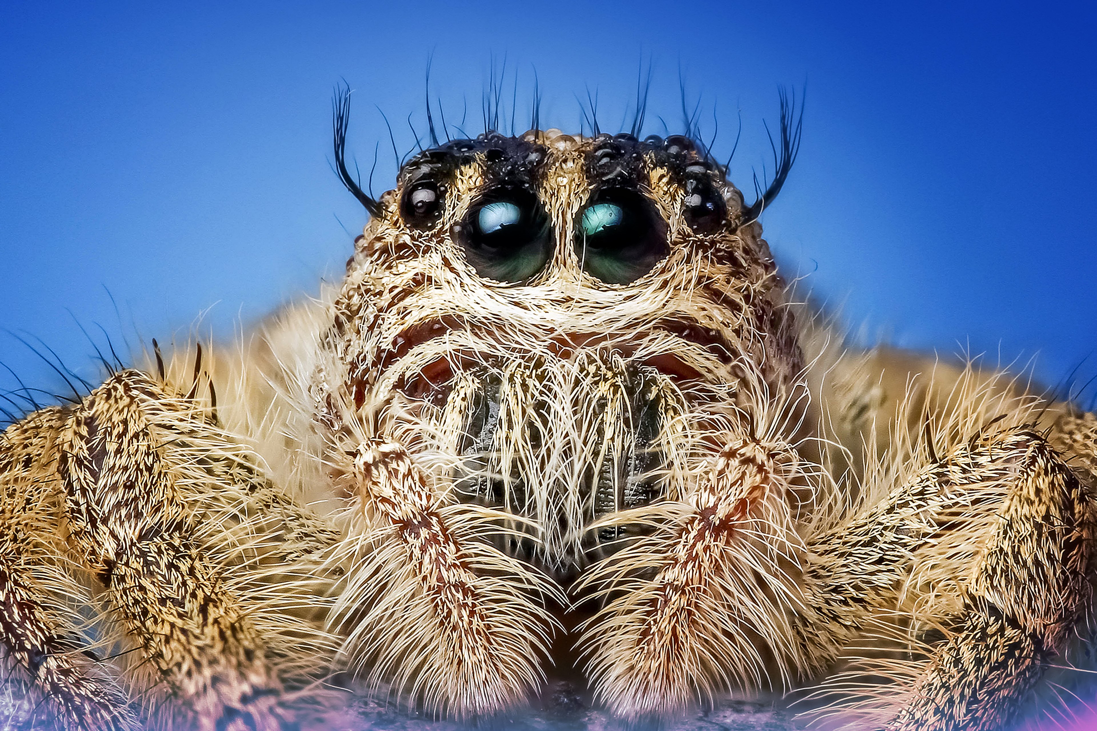 Wallpaper Id Jumping Spider Insect Macro Eyes
