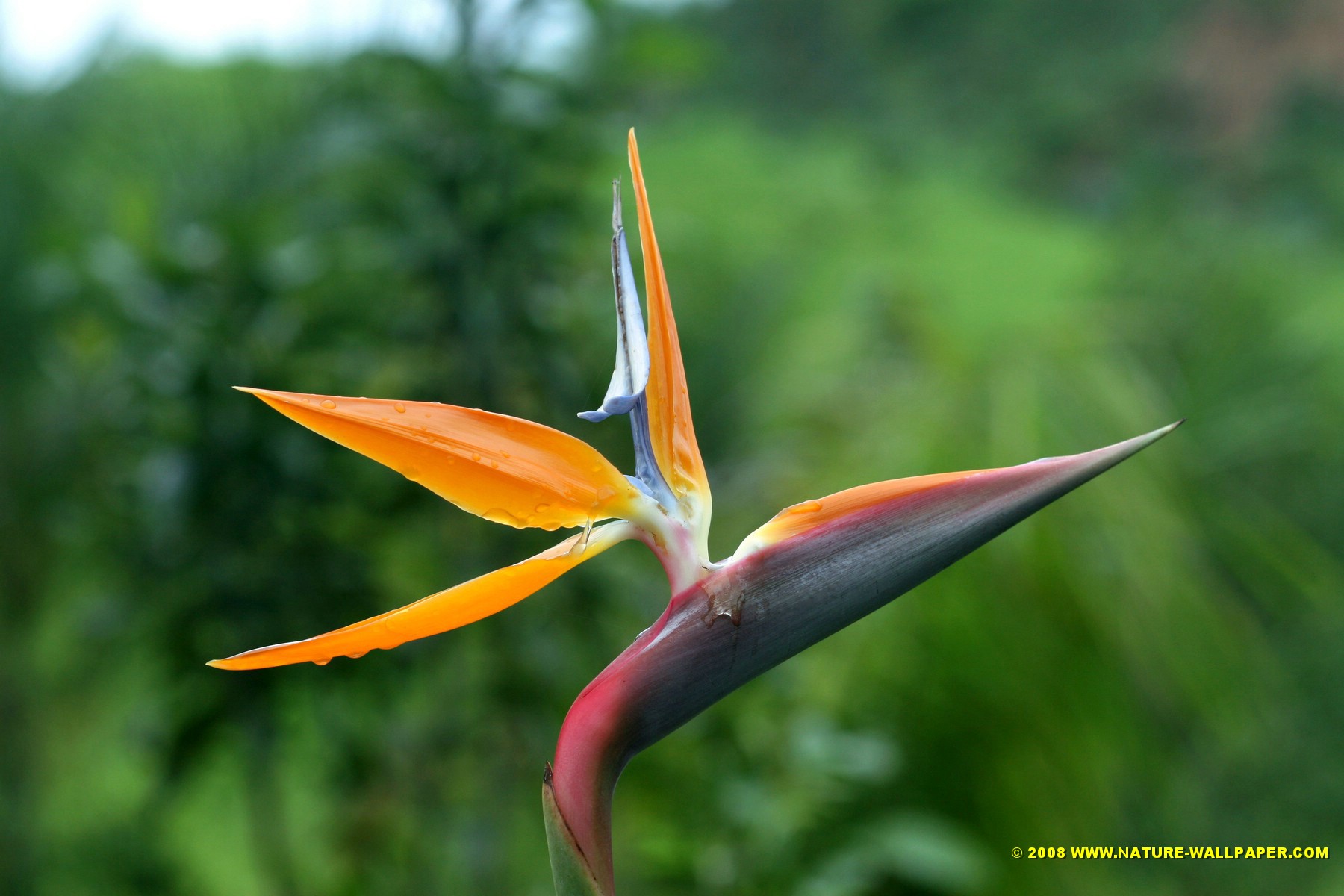 Bird of Paradise in Paradise by Nature Wallpaper on