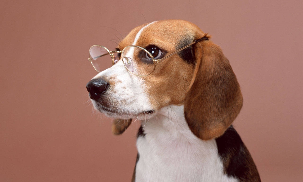 Beautiful Animals Beagle Photos Image HD Wallpaper