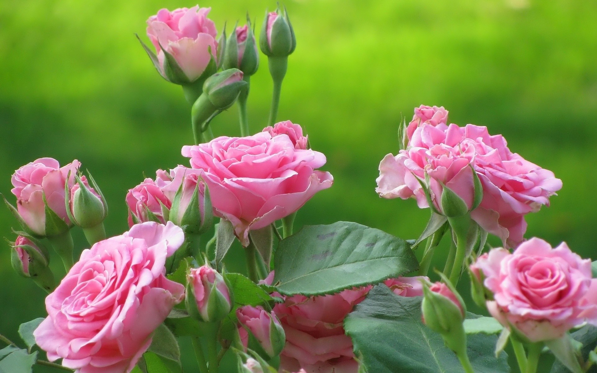 Flower Wallpaper For Desktop