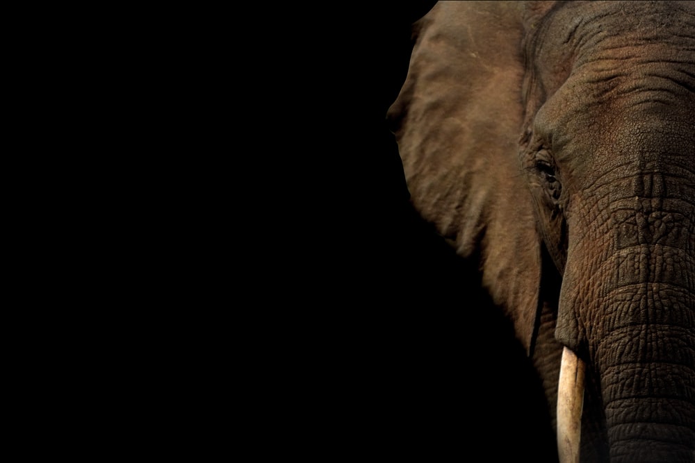 brown elephant with black background photo Free Mammal Image on