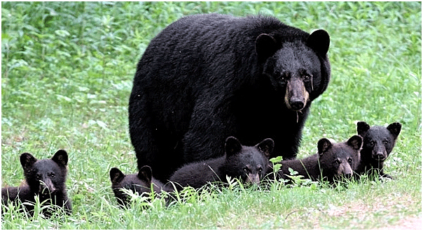 Black Bear Pictures Online