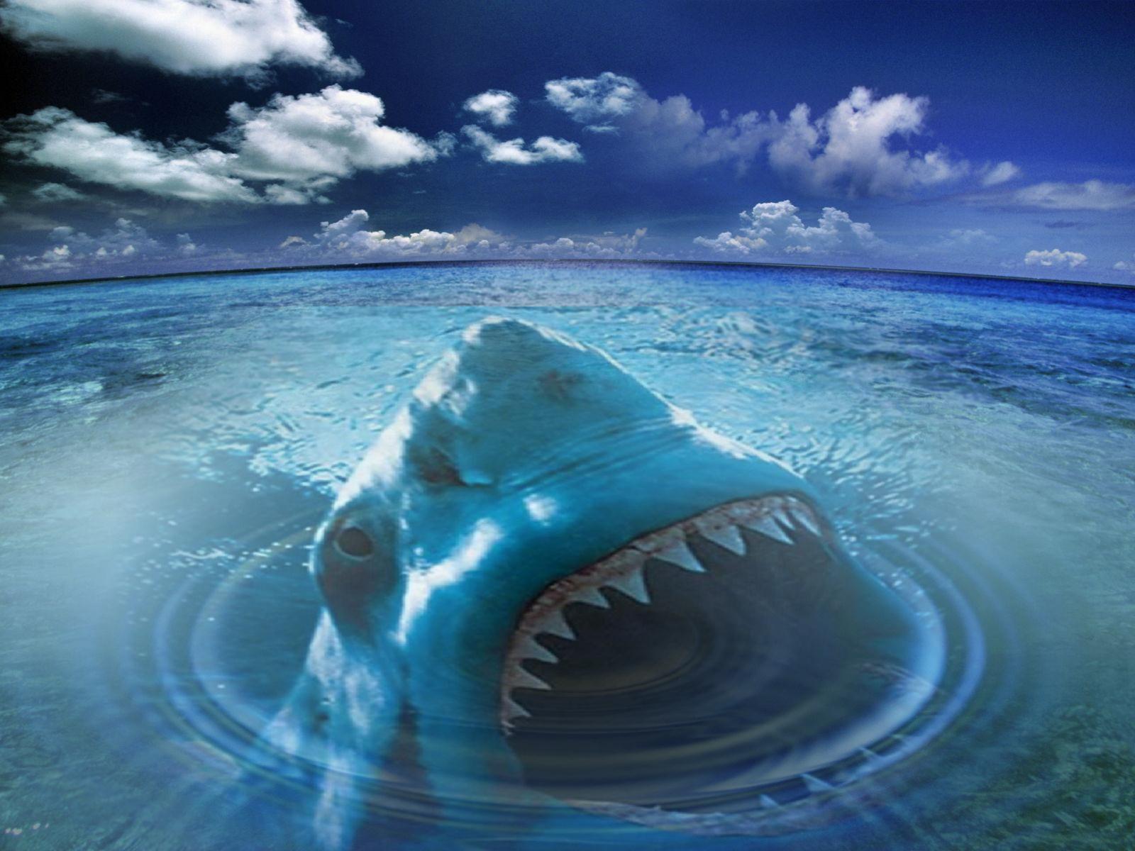 live desktop wallpaper sharks