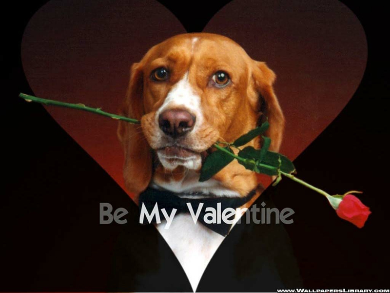 Dog February Be My Valentine Animals Dogs HD Desktop Wallpaper