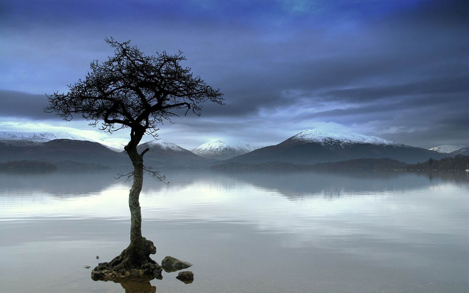 Free download Wallpapers Lonely Tree Photography Desktop Wallpapers Lonely  Tree [1600x1000] for your Desktop, Mobile & Tablet | Explore 49+ Lonely  Tree Wallpaper | Pine Tree Background, Lonely Wallpapers, Lonely Wallpaper
