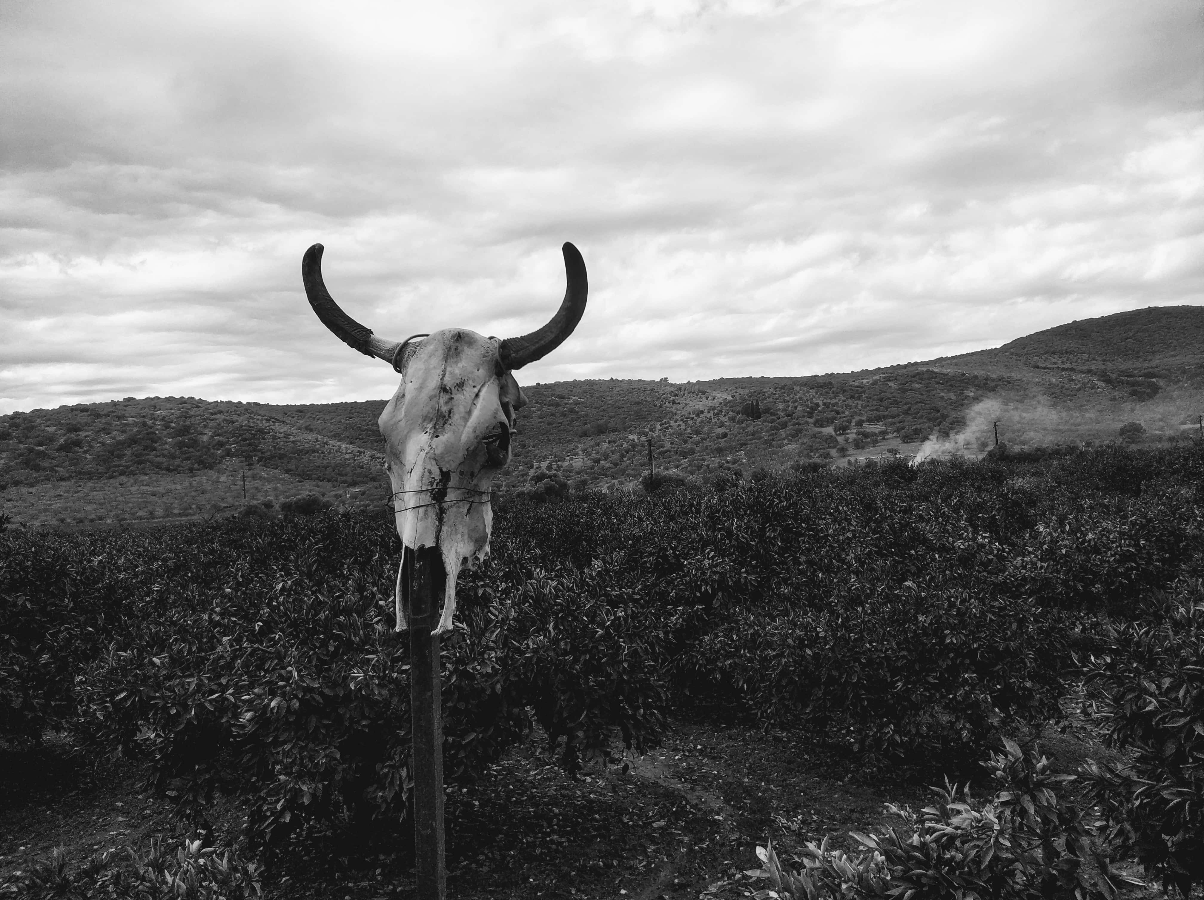 Bull Skull In A Field Wallpaper