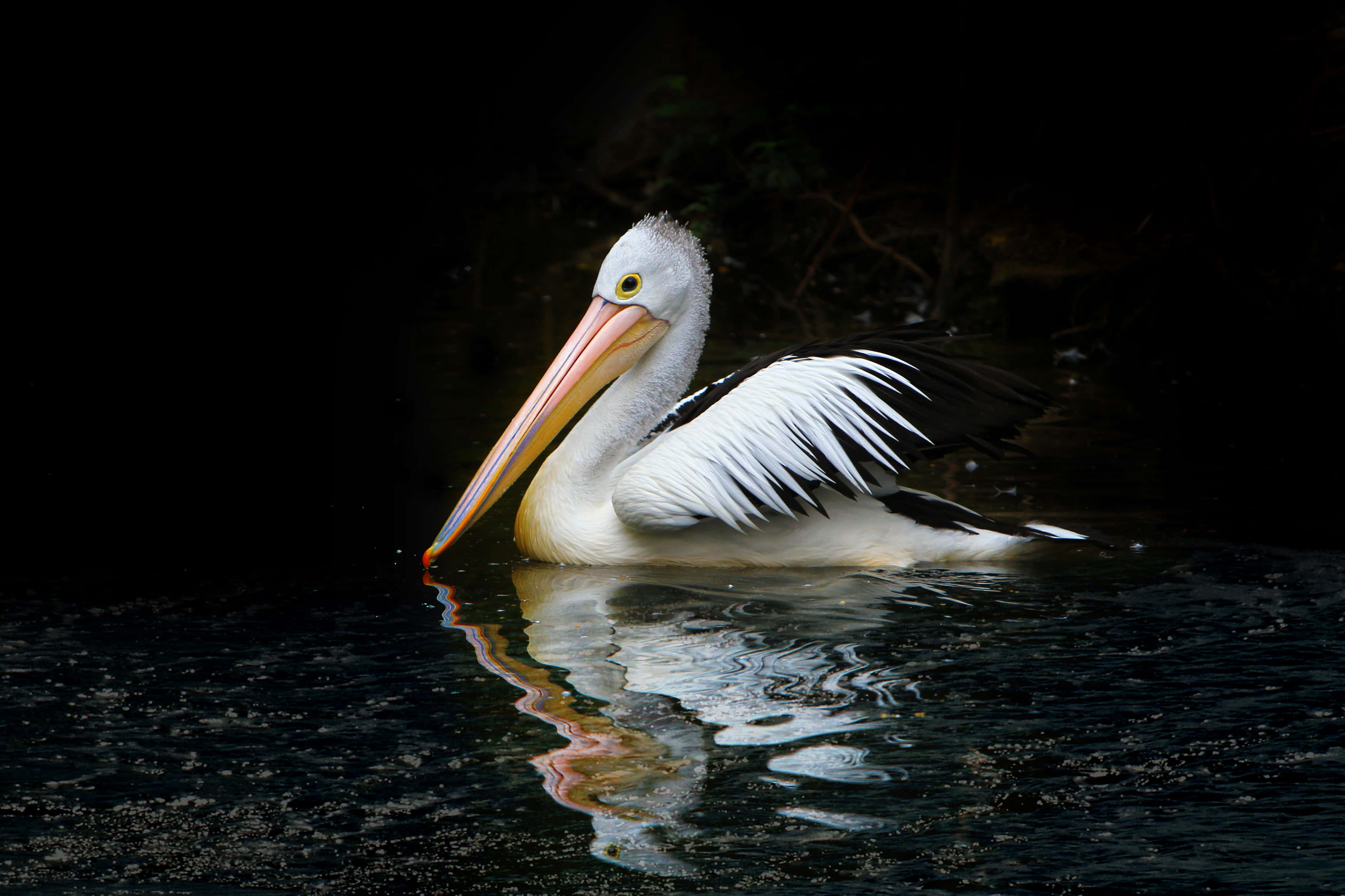 Pelicans Picture Wallpaper