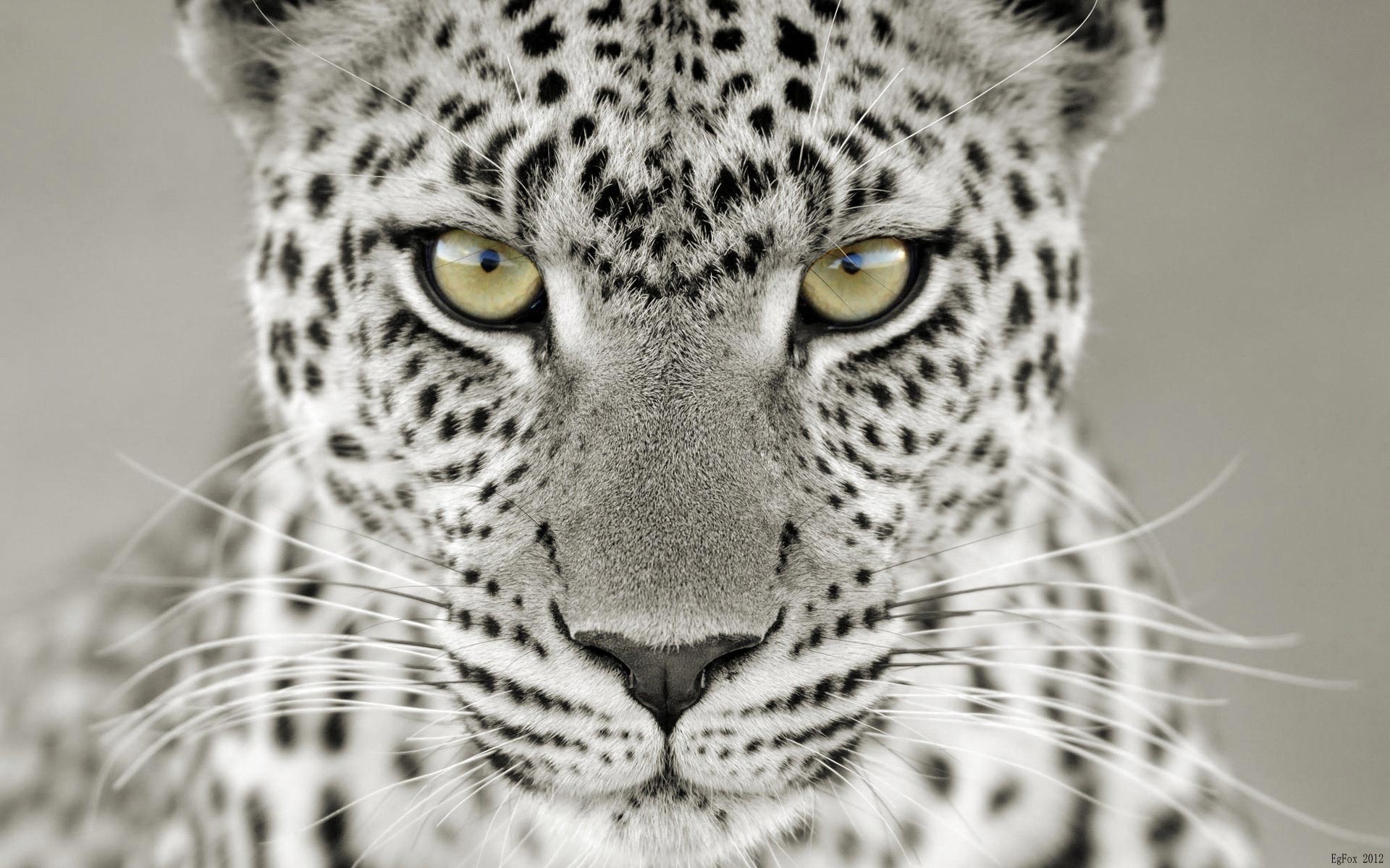 Snow Leopard Wallpaper HD For Htc First New Phone