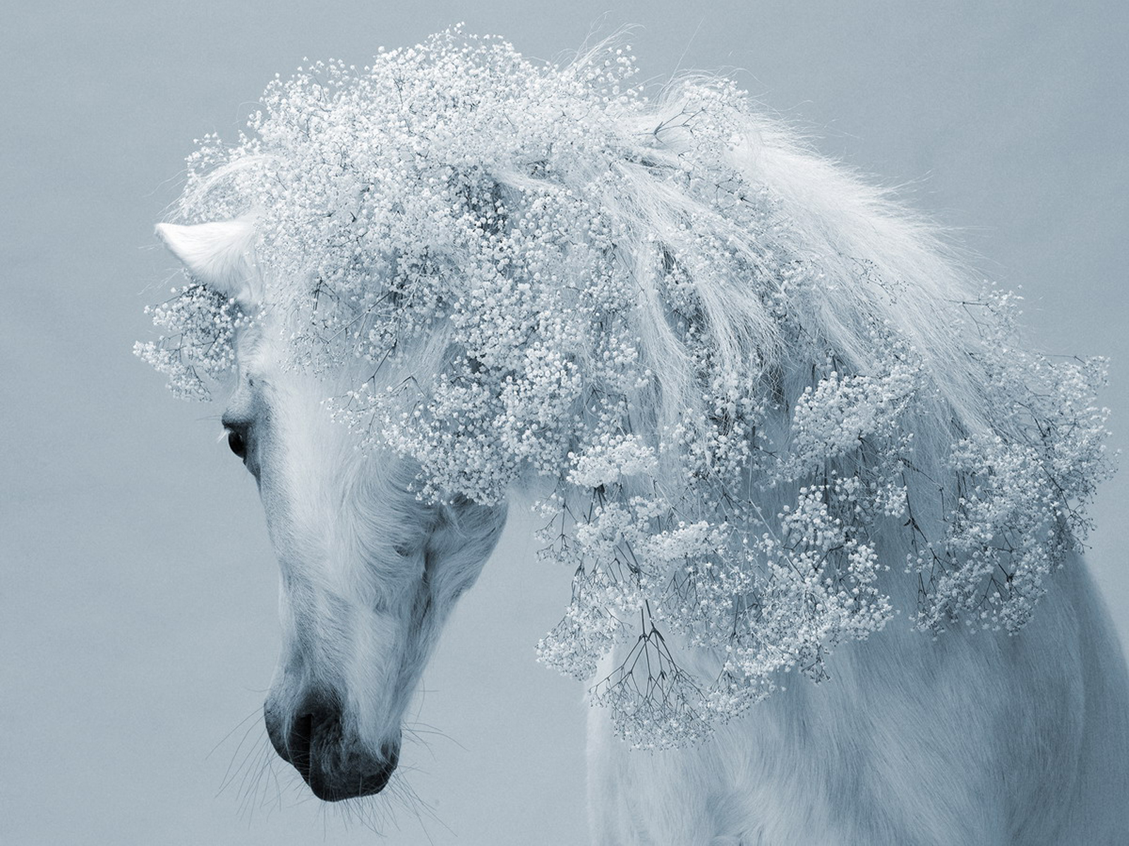 Winter Horse Desktop Wallpaper