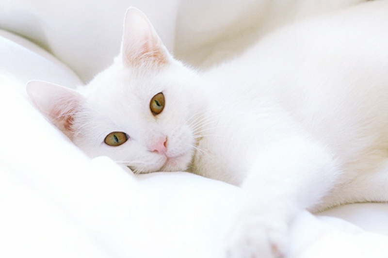 Description Adorable Cat White Wallpaper