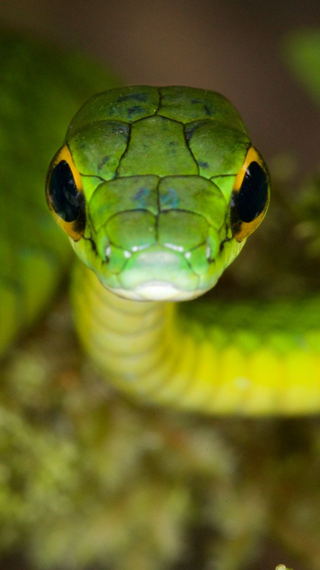 Wallpaper Satiny Parrot Snake Green Danger Eyes Animals