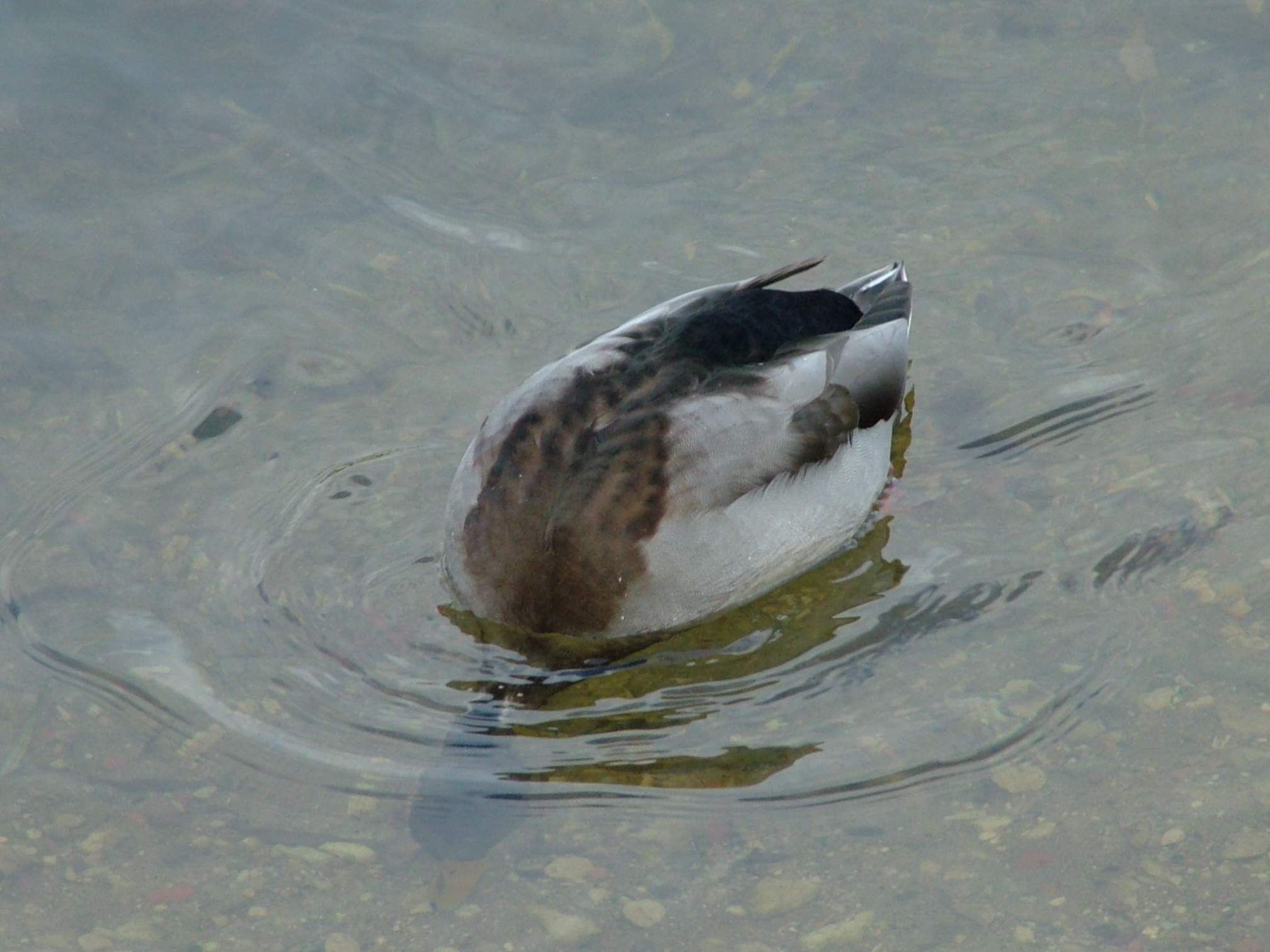 To Full Resolution Duck Under Water Photo Of Charge