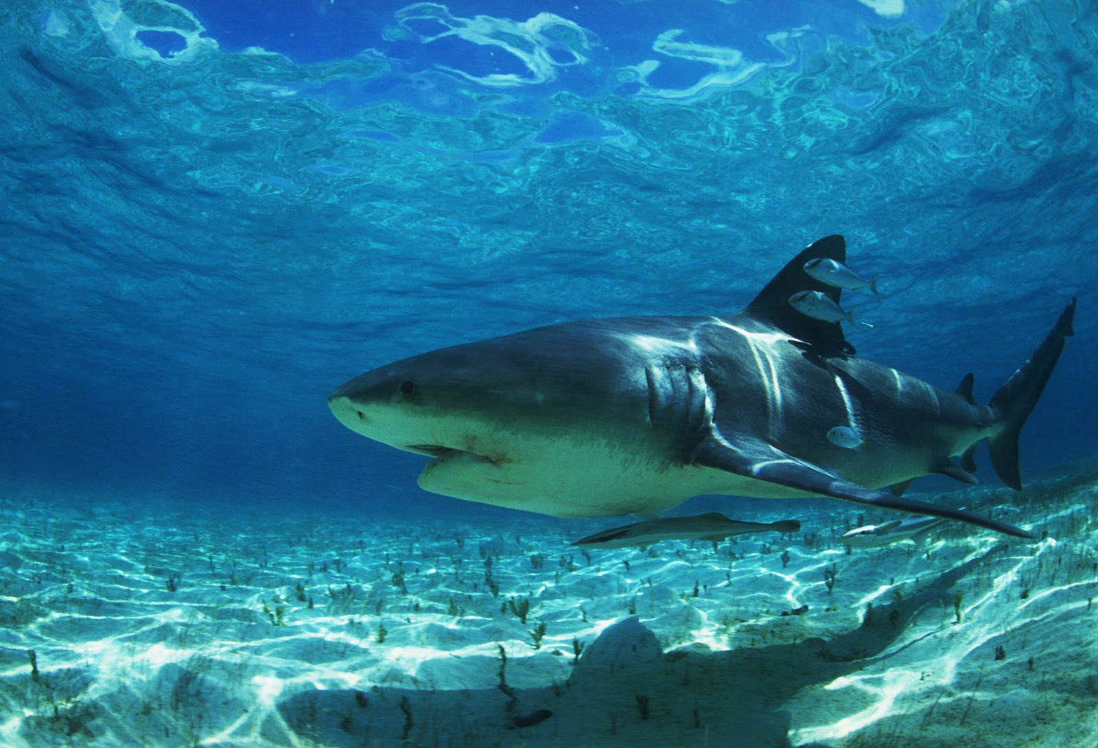 Shark Pics In High Resolution Best Sharks And Killer